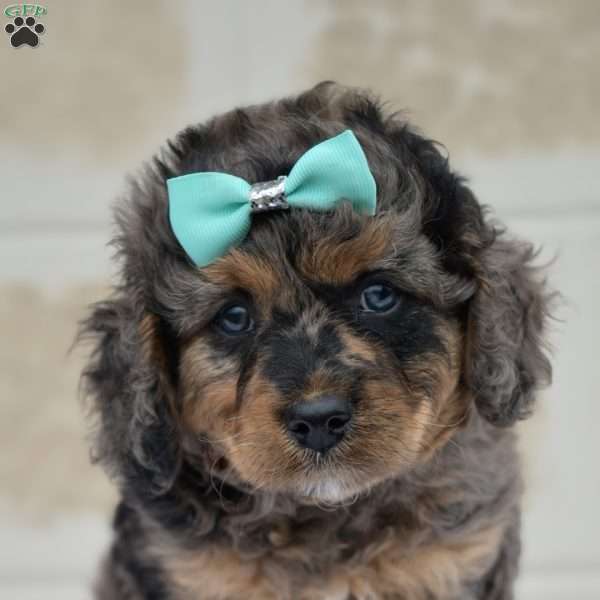 Tanner, Cavapoo Puppy