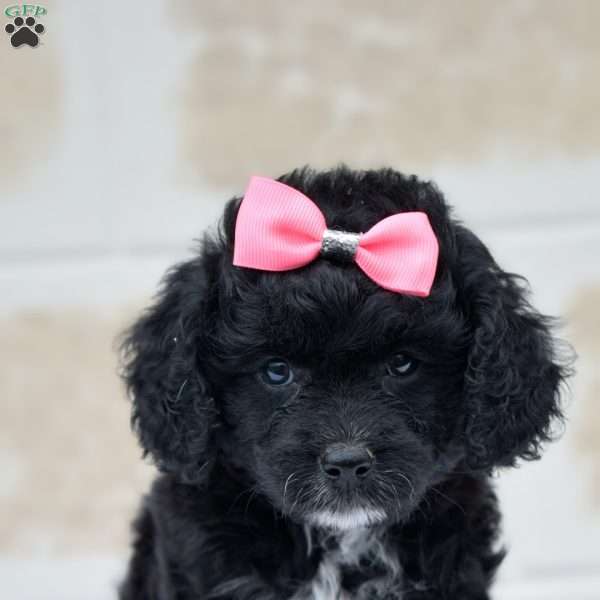 Tammy, Cavapoo Puppy