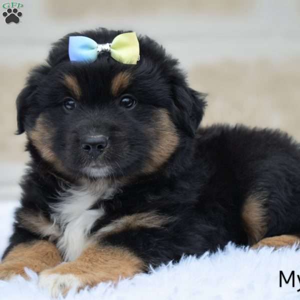 Myles, Miniature Australian Shepherd Puppy