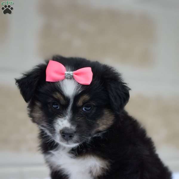 Mia, Miniature Australian Shepherd Puppy