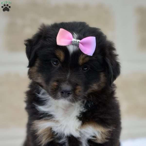 Maggie, Miniature Australian Shepherd Puppy