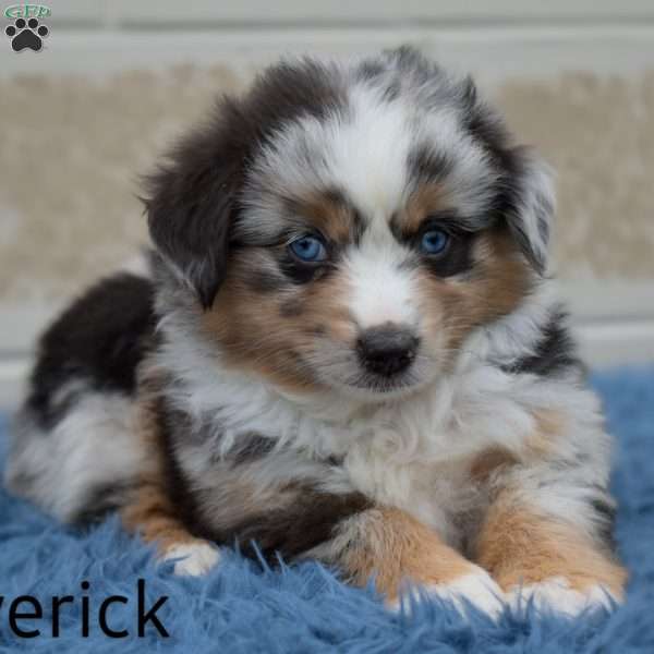 Maverick, Miniature Australian Shepherd Puppy