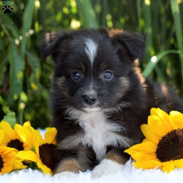 Rex, Miniature Australian Shepherd Puppy