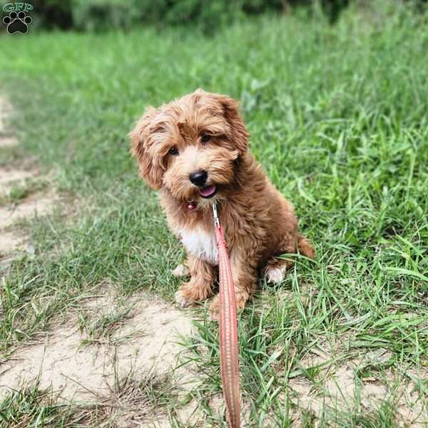 Lily, Nova Scotia Duck Tolling Retriever Mix Puppy