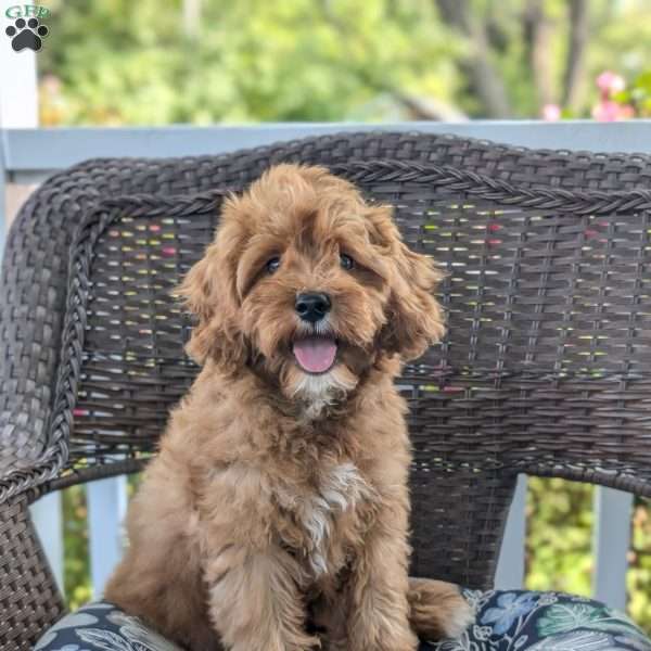 Basil, Nova Scotia Duck Tolling Retriever Mix Puppy