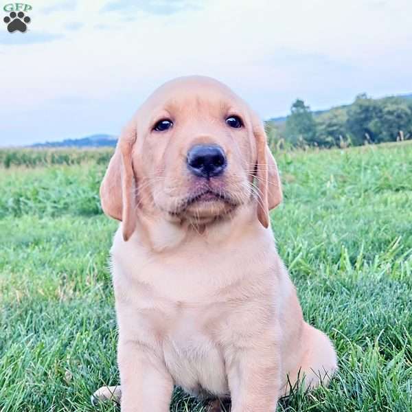 Willie, Yellow Labrador Retriever Puppy