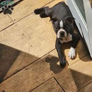 Black Stocking, Boston Terrier Puppy