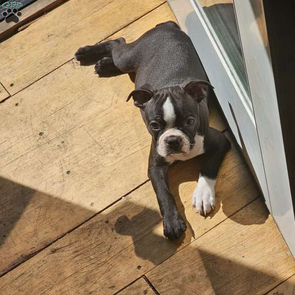 Black Stocking, Boston Terrier Puppy