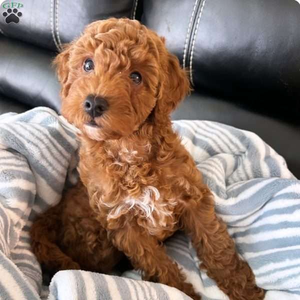 Jewel, Miniature Poodle Puppy