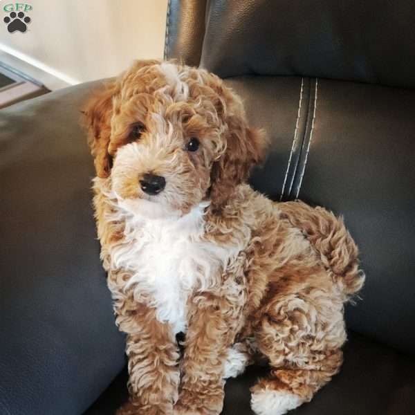 Georgie, Miniature Poodle Puppy