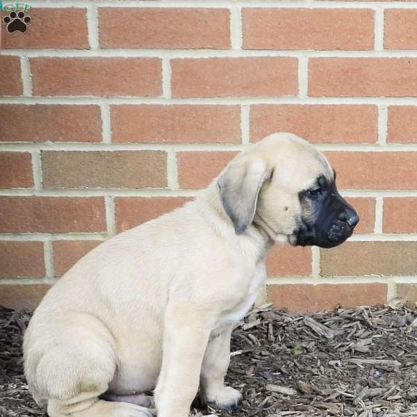 Charger, English Mastiff Puppy