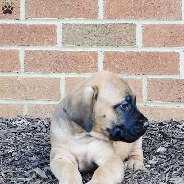 Tonka, English Mastiff Puppy