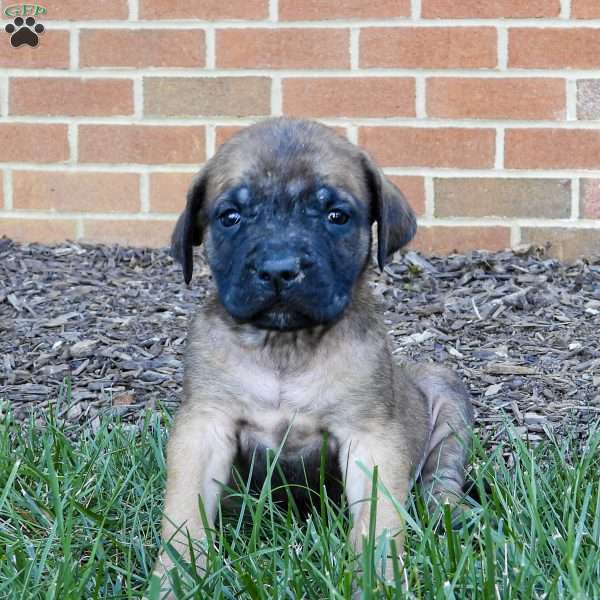 Rover, English Mastiff Puppy