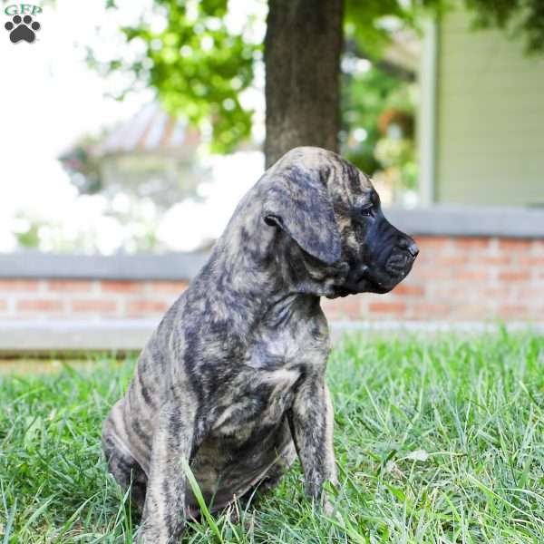 Eclipse, English Mastiff Puppy