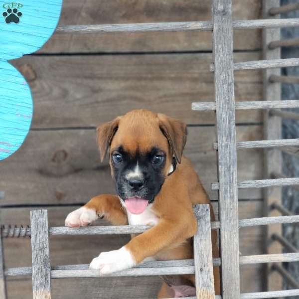 Toby, Boxer Puppy