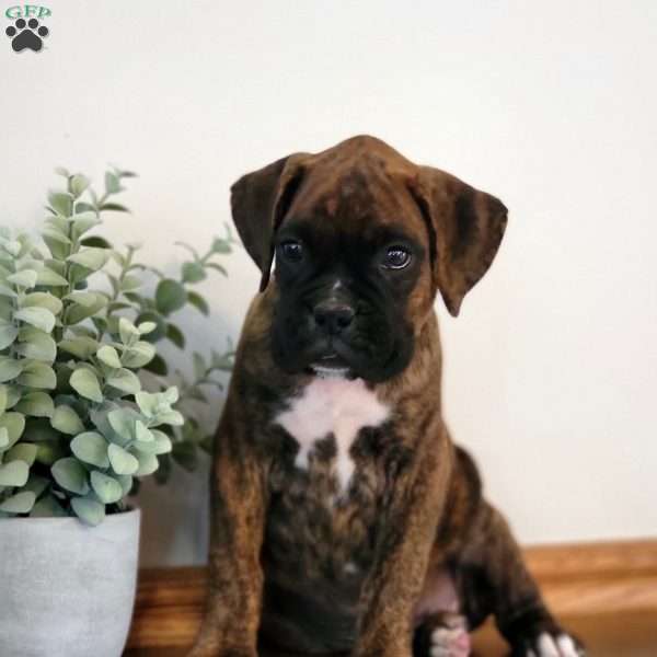 Harley, Boxer Puppy