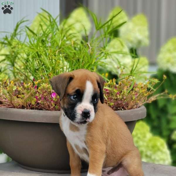 Missy, Boxer Puppy