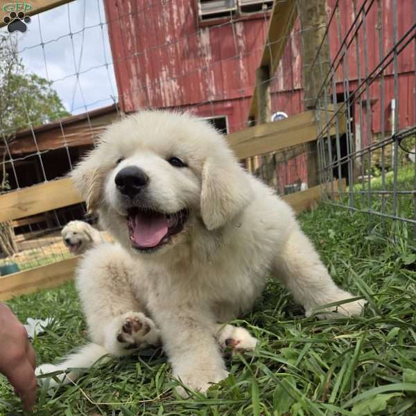 Rusty, Great Pyrenees Puppy