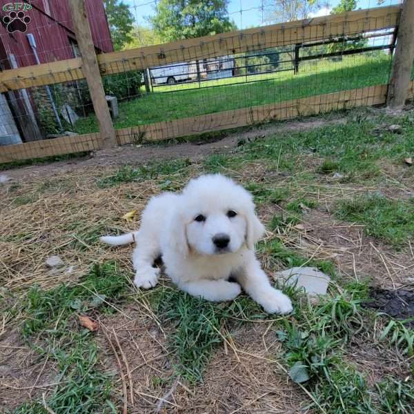 Summer, Great Pyrenees Puppy