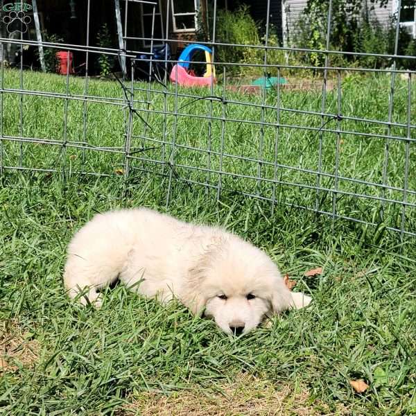 Maggie, Great Pyrenees Puppy