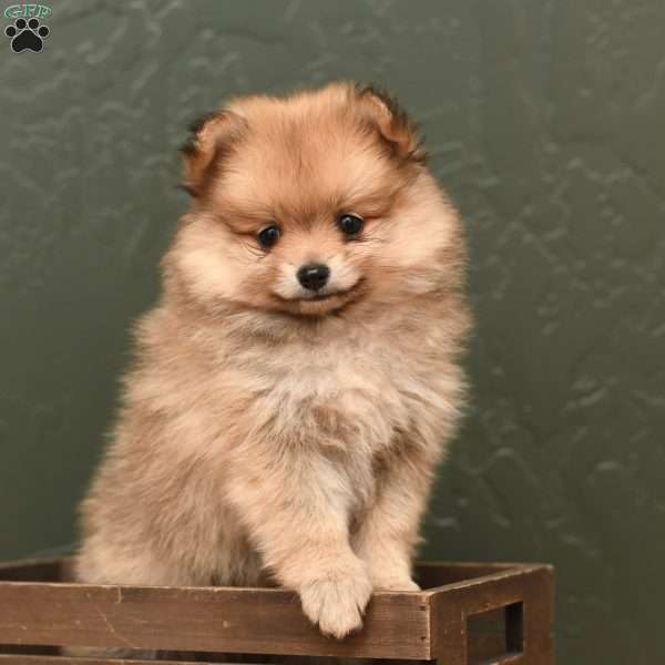 Lola, Pomeranian Puppy