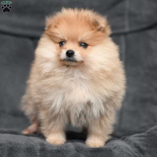 Lauren, Pomeranian Puppy