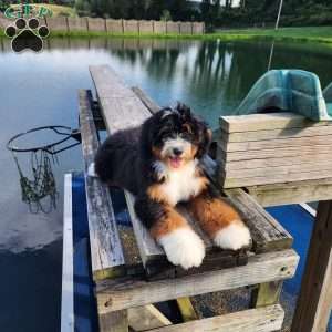 GT’S Happy Holly, Mini Bernedoodle Puppy