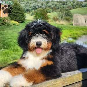 GT’S Happy Holly, Mini Bernedoodle Puppy