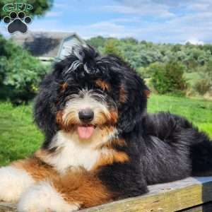 GT’S Happy Holly, Mini Bernedoodle Puppy