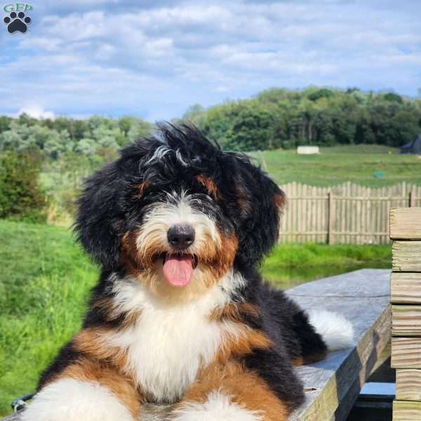 GT’S Happy Holly, Mini Bernedoodle Puppy