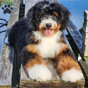 GT’S Happy Holly, Mini Bernedoodle Puppy