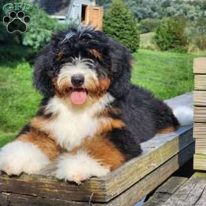 GT’S Happy Holly, Mini Bernedoodle Puppy