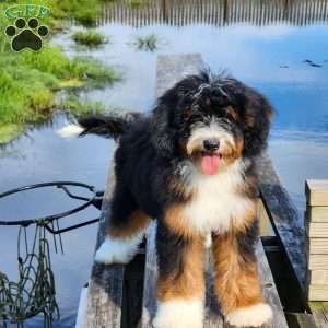 GT’S Happy Holly, Mini Bernedoodle Puppy