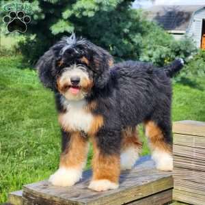 GT’S Happy Holly, Mini Bernedoodle Puppy