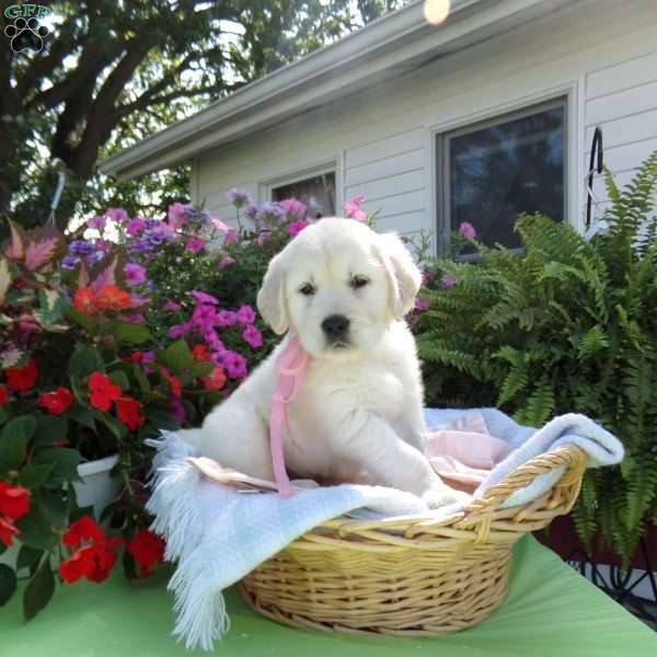 Susie, English Cream Golden Retriever Puppy