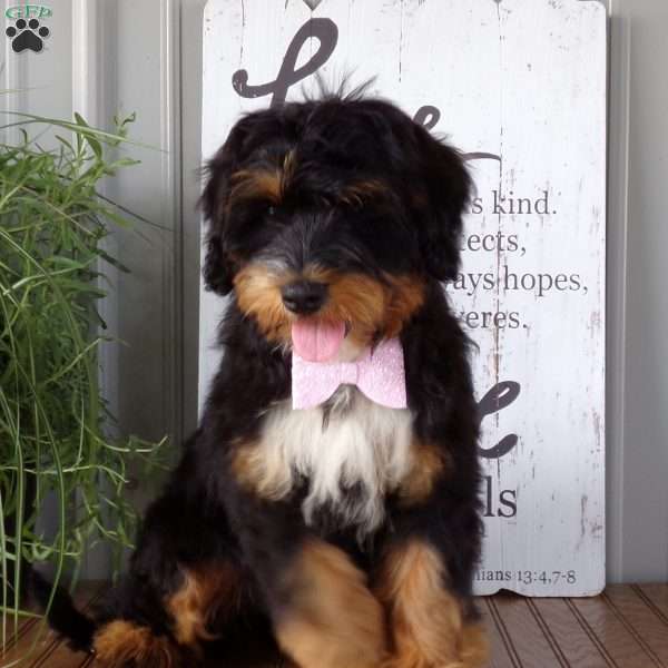 Lucy, Mini Bernedoodle Puppy