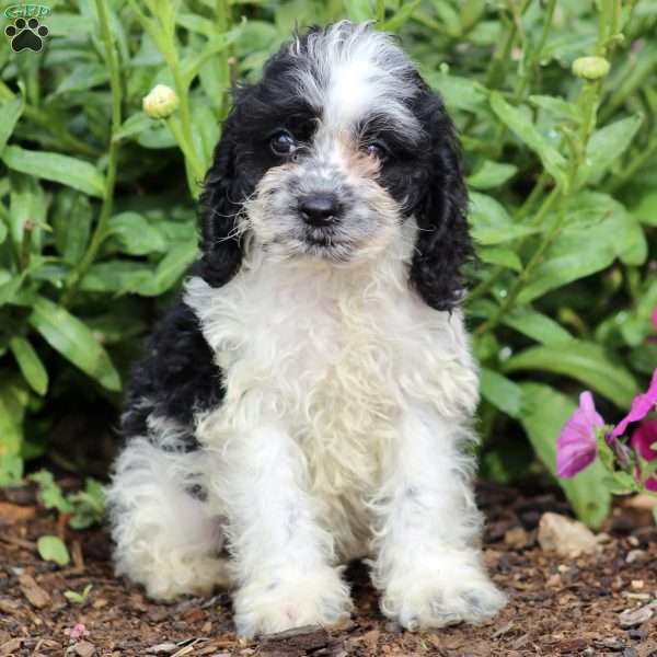 Moose, Cockapoo Puppy