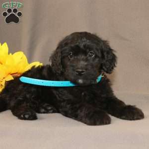 Eddie, Golden Cavadoodle Puppy