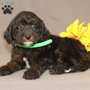 Ethan, Golden Cavadoodle Puppy