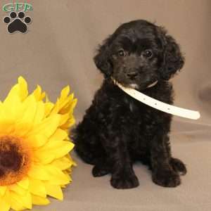 Eleanor, Golden Cavadoodle Puppy