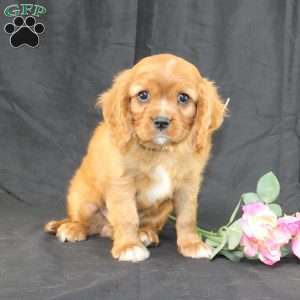 Titus, Cavalier King Charles Spaniel Puppy