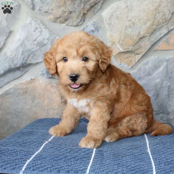 Sandra, Mini Aussiedoodle Puppy