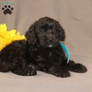 Eddie, Golden Cavadoodle Puppy