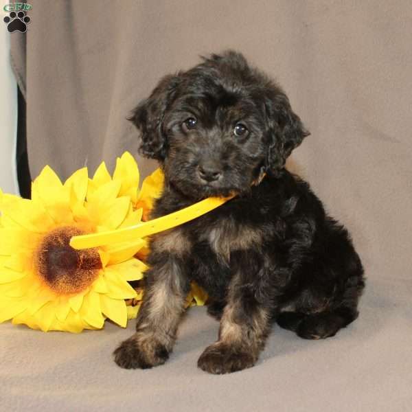 Elsa, Golden Cavadoodle Puppy