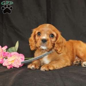 Terry, Cavalier King Charles Spaniel Puppy