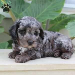 Princess F1b, Cavapoo Puppy