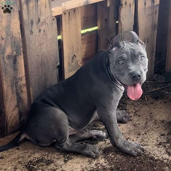 Lina, American Bully Puppy