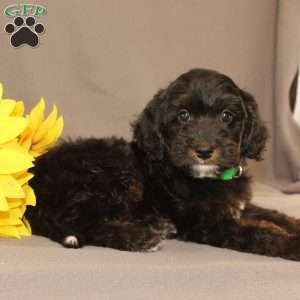 Ethan, Golden Cavadoodle Puppy