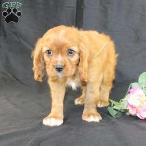 Titus, Cavalier King Charles Spaniel Puppy