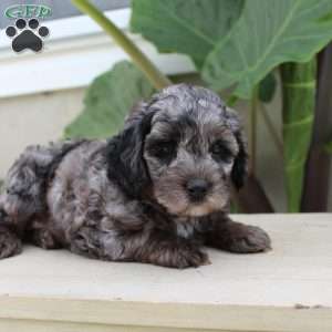 Princess F1b, Cavapoo Puppy